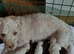 READY NOW! Poochon pups