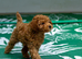 Red Toy Poodle Boy
