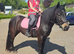 Stunning dartmoor pony