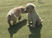 Labrador puppy&rsquo;s