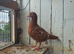 Racing pigeon