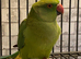 Stunning young Indian ringnick parrot