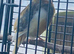 Roller canary