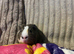 MALE single pig