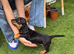 Super cute mini dachshund female