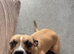 Beautiful American Bulldog Cross &ndash; Nala Looking for Her Forever Home