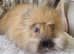 Beautiful baby full breed angoras