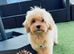 Last Exquisite Esponjoso Royal maltipoo Boy