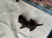 Miniture dashund pups