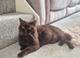 Beautiful Retired Chocolate GCCF Registered Lady