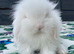 Stunning Mini Lion Lop Boys