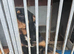 Rottweiler for sale