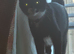 Female black and white cat