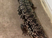 BLACK & WHITE TEGU 4 YEARS OLD