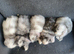 Mini lop litter. Ready 27th June