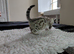 Female snow Bengal kitten