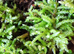 Rough Woodlice (Porcellio Scaber) + Snow White (Porcellio Laevis) + Springtails + Live Moss + More