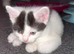 2 x kittens left ( twins )