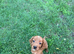 Beautiful cockerpoo puppies ready for there forever homes