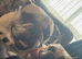 Frenchies For Rehome