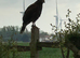 Harris Hawks