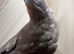 Hand Reared Cockatiels