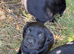 Beautiful Cockador Puppies &ndash; Ready Now