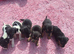 Jack russell puppies