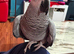 Super tame African grey parrots