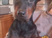 CHINESE RED DOG FEMALE 7MTS