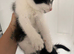 Boy kitten
