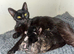 Kittens