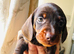Puppy’s