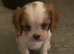 Beautiful Cavalier King Charles Spaniel Puppies &ndash; Ready for Loving Homes