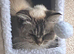 Gorgeous Ragdoll 7 Years Old Girl Vet Chkd an Vaccinated