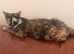 Adult cat