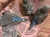 Young Budgies