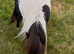 Registered mini gelding