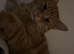 2 cats