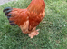 rooster chicken