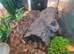 Desert blonde Juvenile Tarantula