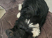 For sale Yorkshire terrier boy 9 weeks