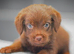 Miniature Patterpoo’s