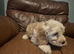 GIRL COCKERPOO PUPPY