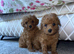 Toy poodle