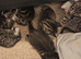 5 Bengal cross kittens