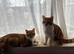2 ginger brothers