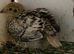 Japanese quails