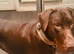4 YEAR OLD DOBERMANN DOG - £500