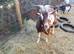 Goat kids for sale